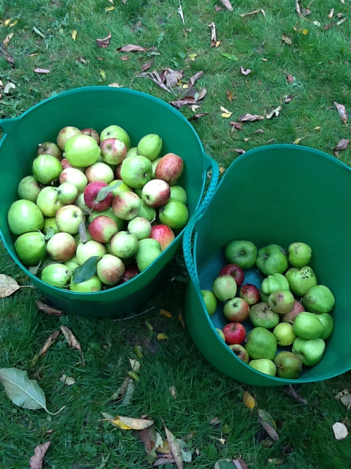 Apple Pressing for our Harvest Day